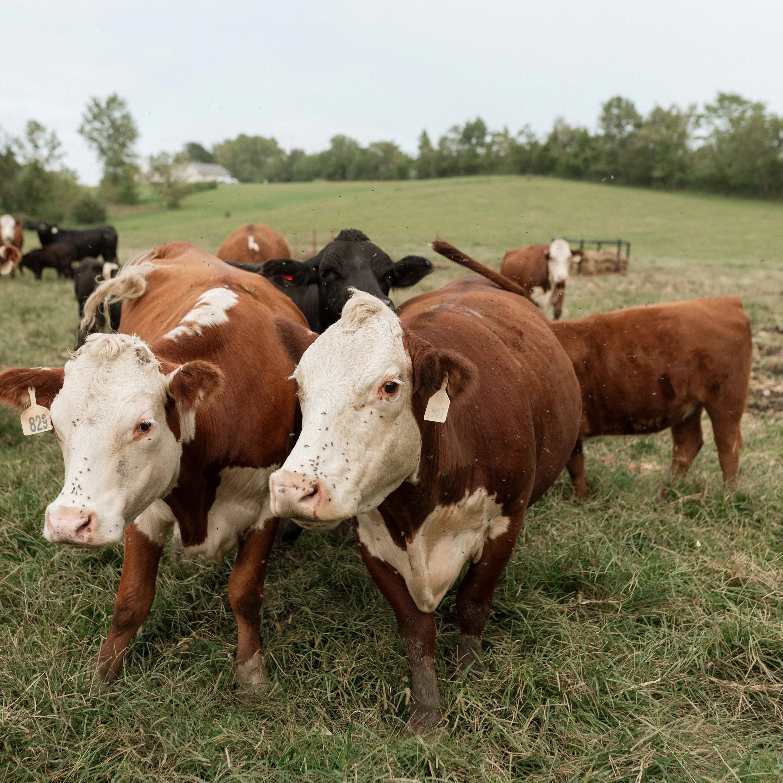 Two brown and white cows with ear tags stand in a grassy field, surrounded by other cows in the background. The scene depicts a rural farm setting with a lush landscape and trees.
